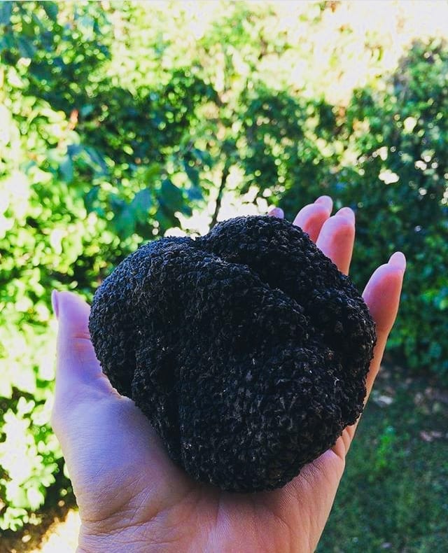 Tarufo Nero