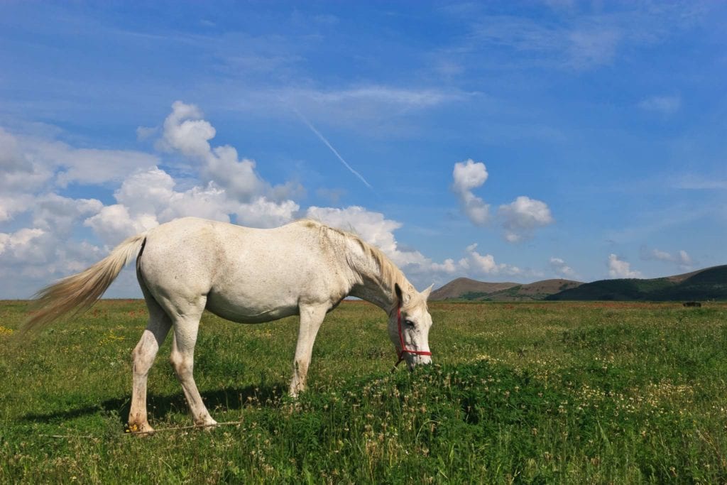 cavalli escursioni agriturismobaldassari